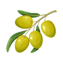 Olive Oil