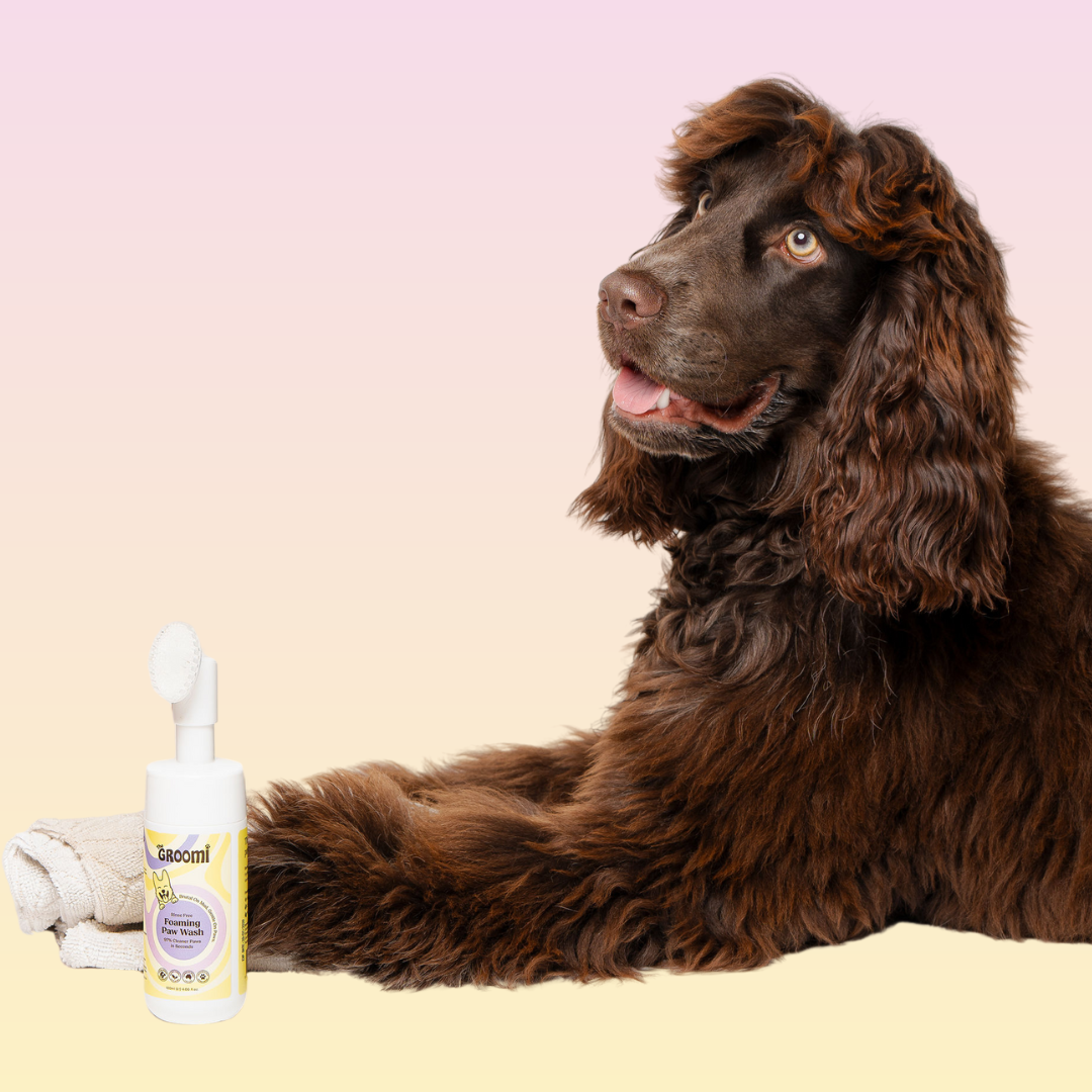 THE GROOMI: CleanPaws Foaming Paw Wash — no-rinse dog paw cleaner, foaming soap-free formula, removes mud dirt odor after walks, quick mess-free clean, gentle hypoallergenic, moisturising, safe for puppies, travel-friendly 120ml, pet grooming essentials.