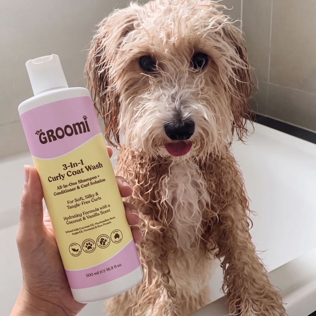 3-In-1 Curly Coat Wash by The GROOMI. All-in-one dog shampoo and conditioner with coconut oil and argan oil that leaves curly coats soft, silky and tangle-free.