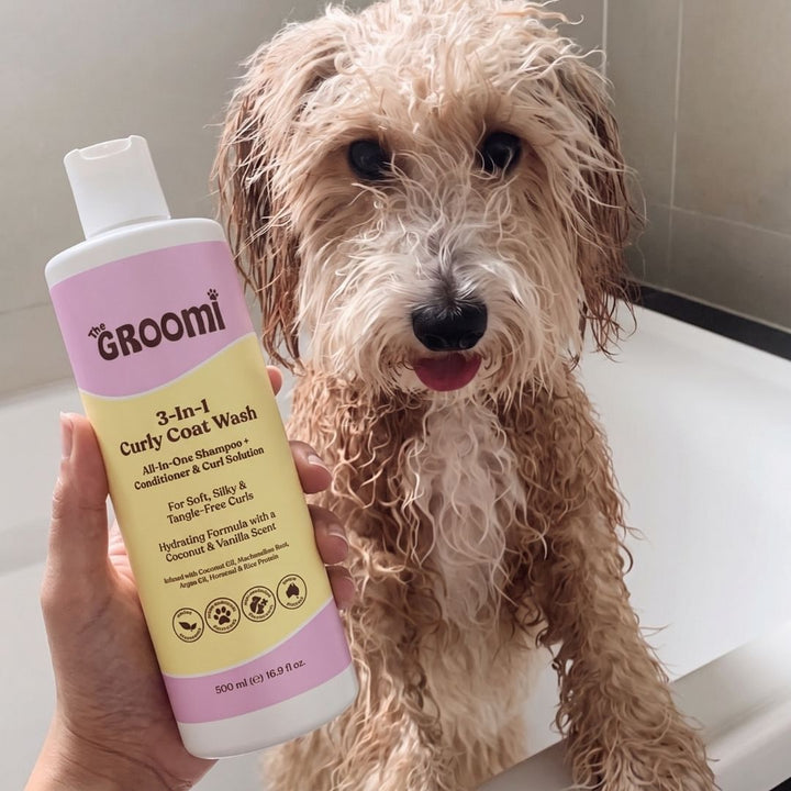 3-In-1 Curly Coat Wash by The GROOMI. All-in-one dog shampoo and conditioner with coconut oil and argan oil that leaves curly coats soft, silky and tangle-free.