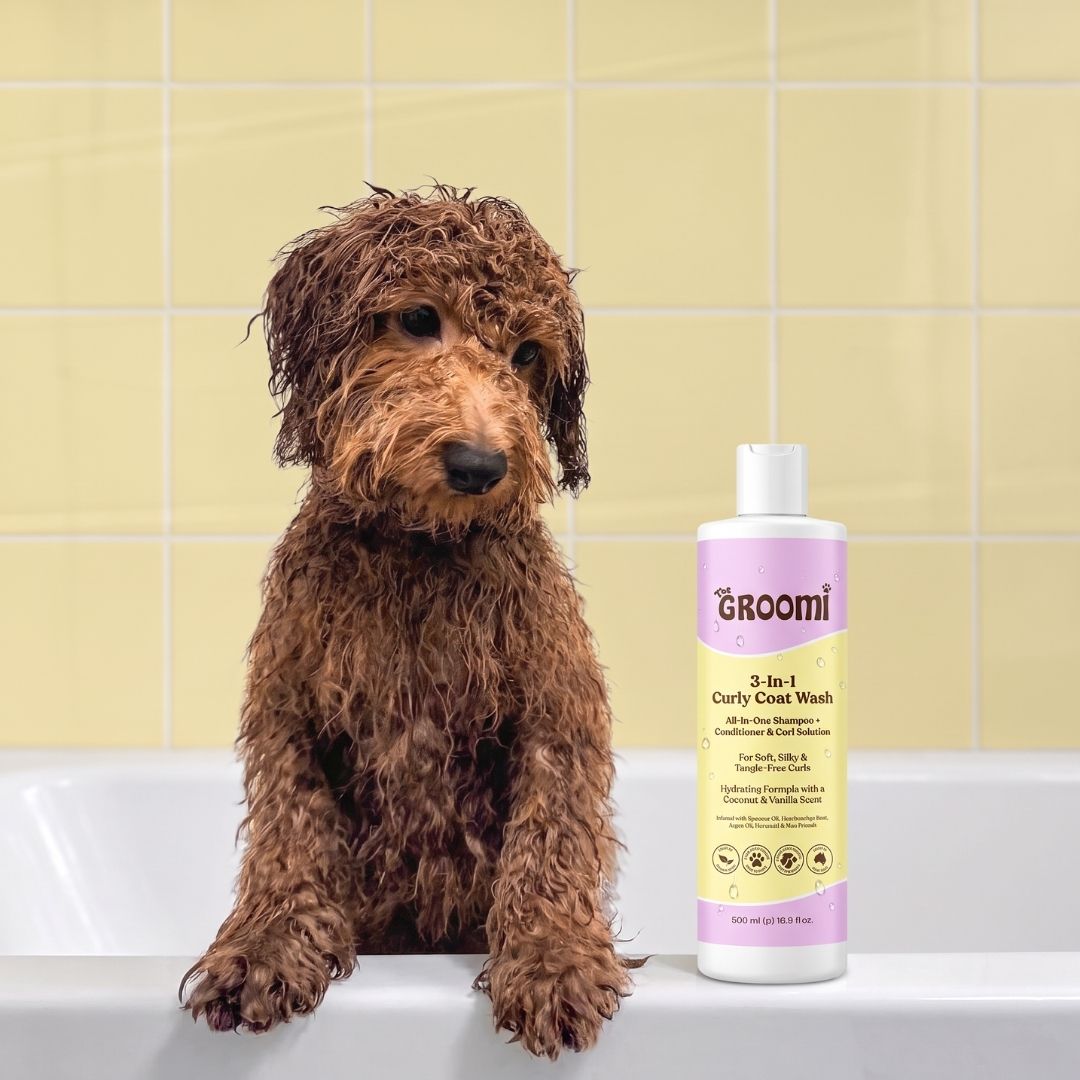 3-In-1 Curly Coat Wash by The GROOMI. All-in-one dog shampoo and conditioner with coconut oil and argan oil that leaves curly coats soft, silky and tangle-free.