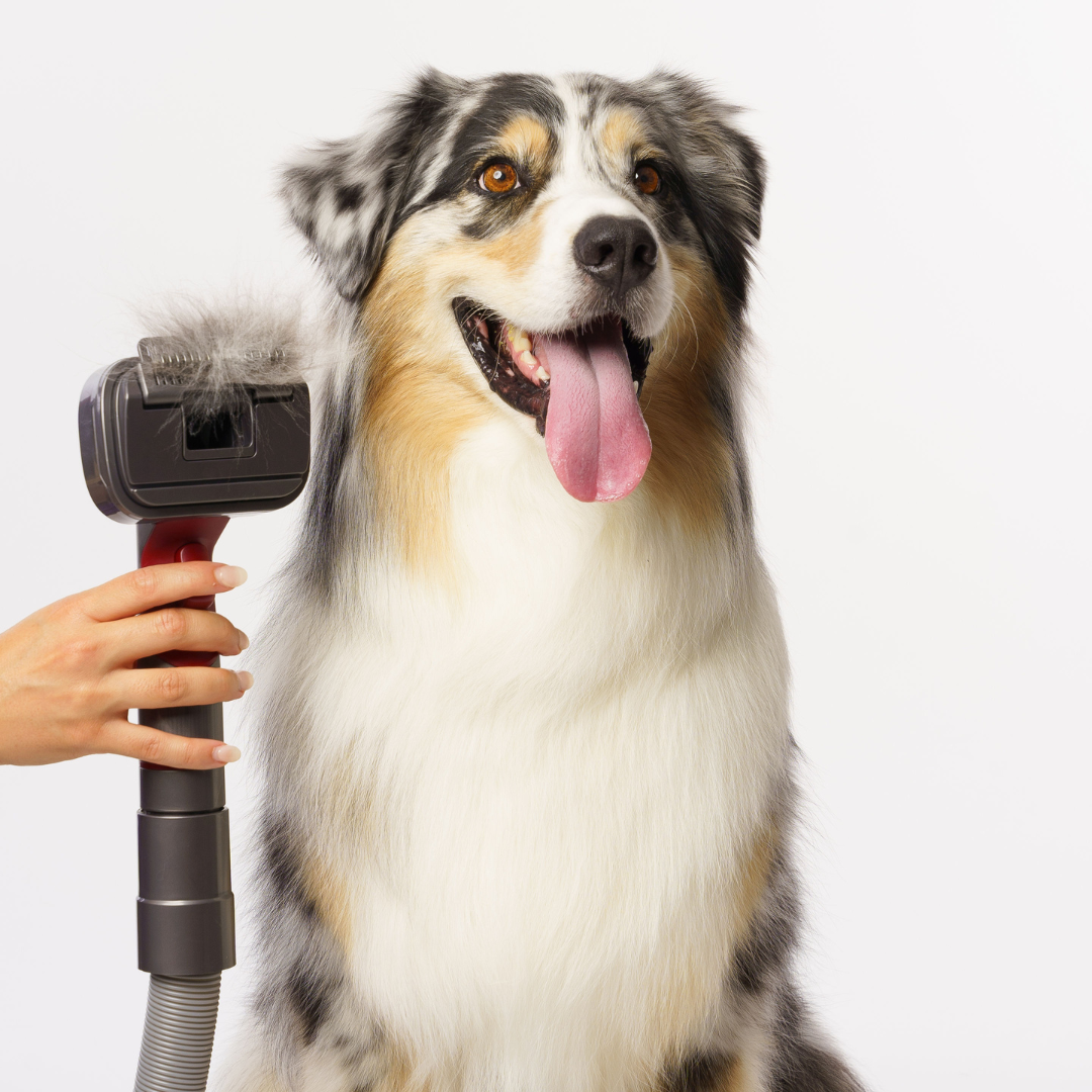 GROOMI Mess Free Pet Grooming A pet grooming brush for your