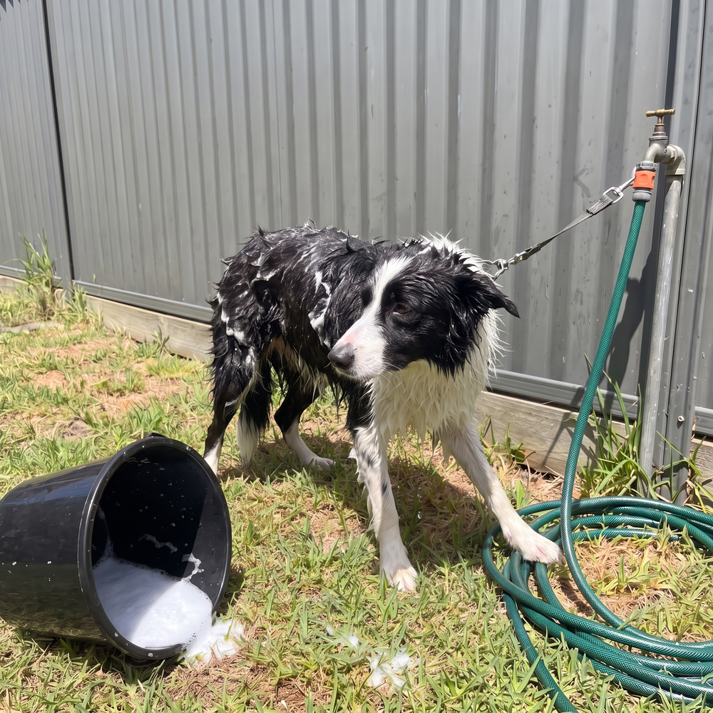 Dog tries to escape.