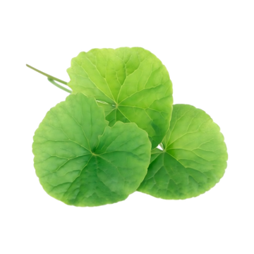 Gotu Kola