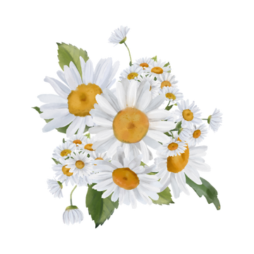 Chamomile