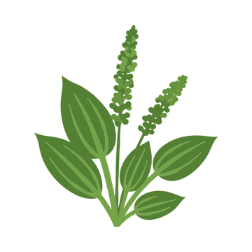 Plant Oil