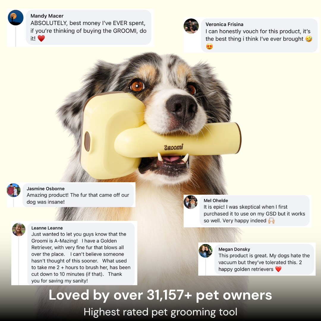 The GROOMI Kit is a quick, mess-free dog grooming brush that connects to vacuums. Ideal for all dog hair types, it features three heads: Slicker, De-Shed, and Rake. This self-cleaning tool captures loose fur efficiently, is allergen-friendly, and perfect for home use. Reduces shedding, saves time, and maintains a clean, fur-free home. Includes a universal vacuum adapter and storage bag, making grooming simple and effective for any dog breed.