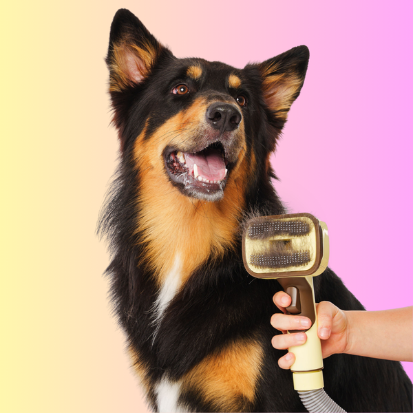 Brush
