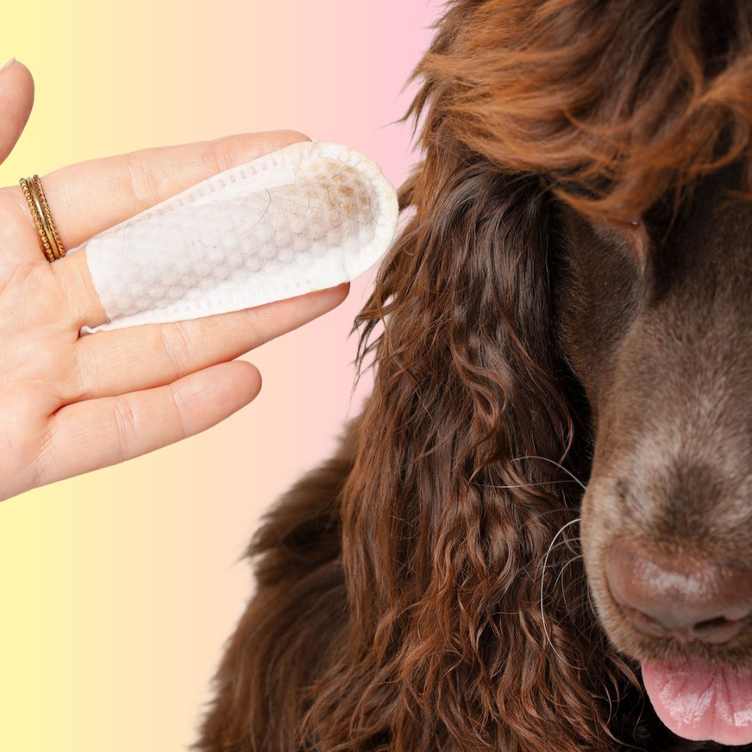 THE GROOMI: GROOMI™ Ear Wipes — dog & cat ear cleaning wipes, finger-shaped textured, removes wax dirt odor, gentle witch hazel rosemary, hypoallergenic, vet-approved, mess-free, 50 pack, prevents infections, pet grooming, sensitive ears, fast easy at-home care.
