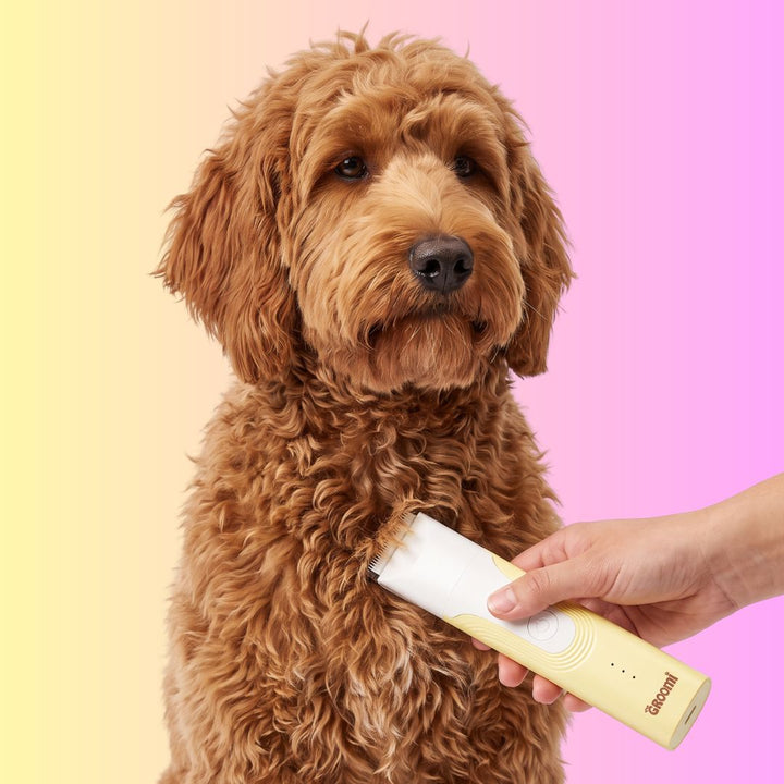 GROOMI 4-in-1 Pet Trimmer & Nail Kit: premium cordless PawSafe grooming tool for dogs and cats with precision heads for paws, body and nails, beginner-friendly design, quiet motor, safe nail guard and stainless-steel ceramic blades for stress-free grooming.