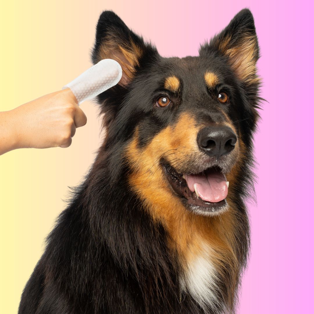 THE GROOMI: GROOMI™ Ear Wipes — dog & cat ear cleaning wipes, finger-shaped textured, removes wax dirt odor, gentle witch hazel rosemary, hypoallergenic, vet-approved, mess-free, 50 pack, prevents infections, pet grooming, sensitive ears, fast easy at-home care.
