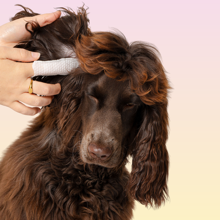 THE GROOMI: GROOMI™ Ear Wipes — dog & cat ear cleaning wipes, finger-shaped textured, removes wax dirt odor, gentle witch hazel rosemary, hypoallergenic, vet-approved, mess-free, 50 pack, prevents infections, pet grooming, sensitive ears, fast easy at-home care.