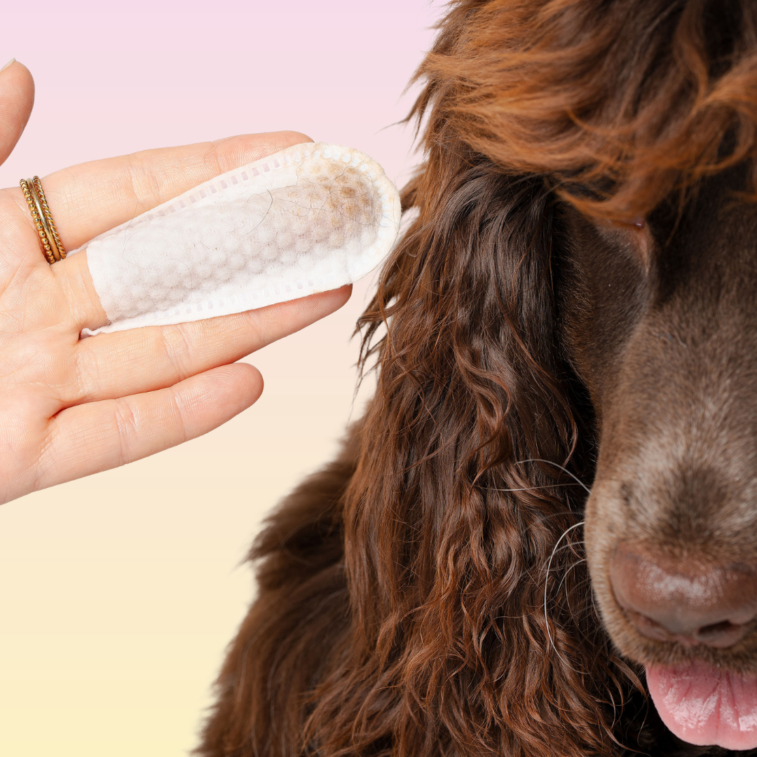 THE GROOMI: GROOMI™ Ear Wipes — dog & cat ear cleaning wipes, finger-shaped textured, removes wax dirt odor, gentle witch hazel rosemary, hypoallergenic, vet-approved, mess-free, 50 pack, prevents infections, pet grooming, sensitive ears, fast easy at-home care.