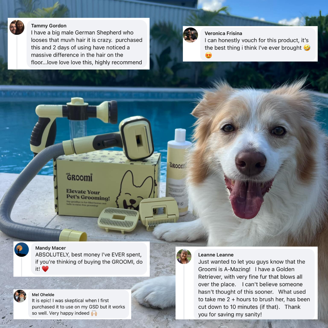 Pet Sitters Best Puppy Groomer Near Me Pet Grooming In Biddapur