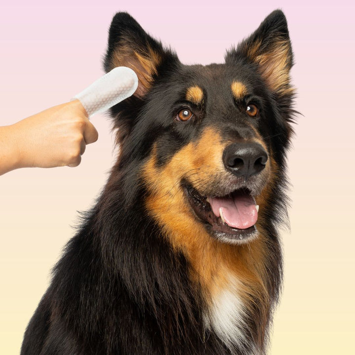 THE GROOMI: GROOMI™ Ear Wipes — dog & cat ear cleaning wipes, finger-shaped textured, removes wax dirt odor, gentle witch hazel rosemary, hypoallergenic, vet-approved, mess-free, 50 pack, prevents infections, pet grooming, sensitive ears, fast easy at-home care.