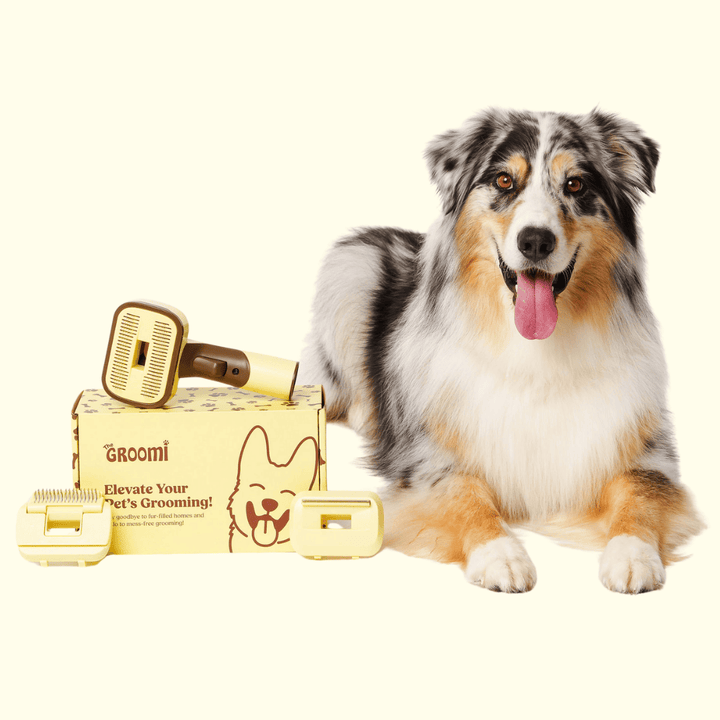 The GROOMI Kit is a quick, mess-free dog grooming brush that connects to vacuums. Ideal for all dog hair types, it features three heads: Slicker, De-Shed, and Rake. This self-cleaning tool captures loose fur efficiently, is allergen-friendly, and perfect for home use. Reduces shedding, saves time, and maintains a clean, fur-free home. Includes a universal vacuum adapter and storage bag, making grooming simple and effective for any dog breed.