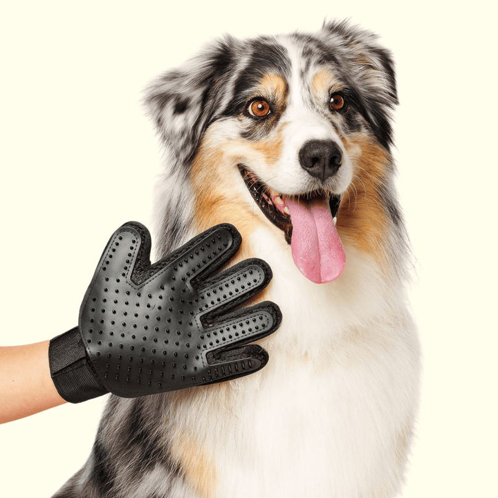 GROOMI Bath Bundle for dogs – the all-in-one dog wash kit with Hydro Hound sprayer, Deshedding Wash, 3-in-1 Spritz, and Grooming Gloves. Enjoy easy, mess-free dog baths at home. Perfect for shedding dogs. On sale now with up to 50% off and free shipping across Australia and worldwide. 