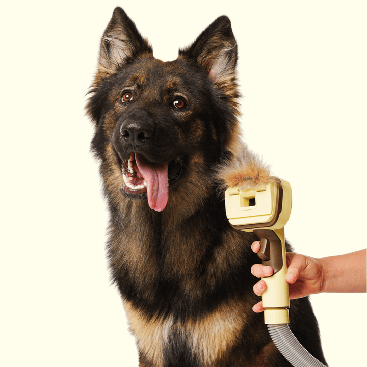 The GROOMI Kit is a quick, mess-free dog grooming brush that connects to vacuums. Ideal for all dog hair types, it features three heads: Slicker, De-Shed, and Rake. This self-cleaning tool captures loose fur efficiently, is allergen-friendly, and perfect for home use. Reduces shedding, saves time, and maintains a clean, fur-free home. Includes a universal vacuum adapter and storage bag, making grooming simple and effective for any dog breed.