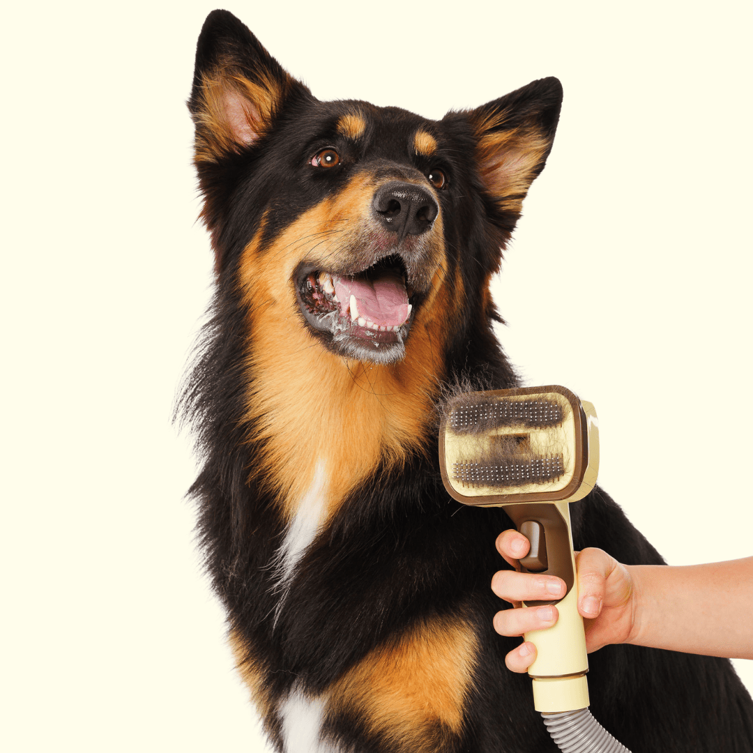 The GROOMI Kit is a quick, mess-free dog grooming brush that connects to vacuums. Ideal for all dog hair types, it features three heads: Slicker, De-Shed, and Rake. This self-cleaning tool captures loose fur efficiently, is allergen-friendly, and perfect for home use. Reduces shedding, saves time, and maintains a clean, fur-free home. Includes a universal vacuum adapter and storage bag, making grooming simple and effective for any dog breed.