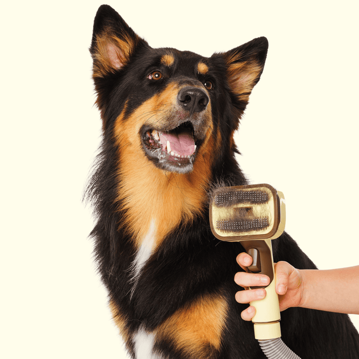 The GROOMI Kit is a quick, mess-free dog grooming brush that connects to vacuums. Ideal for all dog hair types, it features three heads: Slicker, De-Shed, and Rake. This self-cleaning tool captures loose fur efficiently, is allergen-friendly, and perfect for home use. Reduces shedding, saves time, and maintains a clean, fur-free home. Includes a universal vacuum adapter and storage bag, making grooming simple and effective for any dog breed.