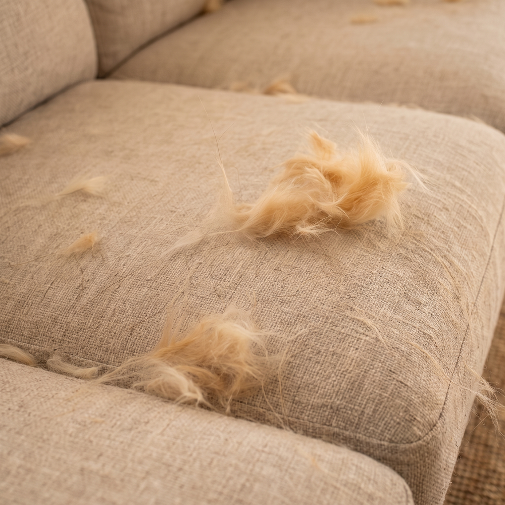 Fur all over your home.