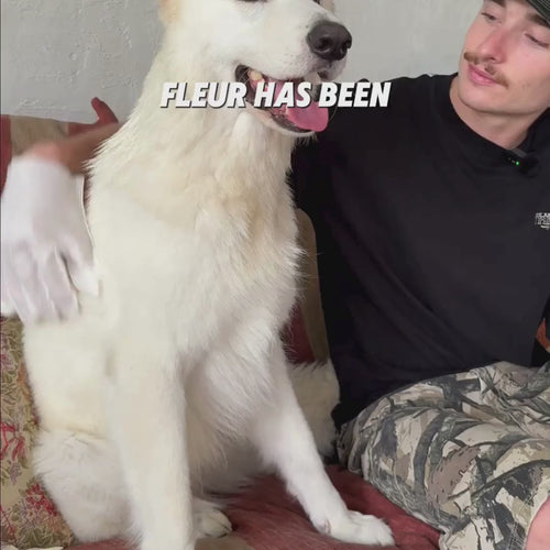 THE GROOMI: Groomi Glove Wipes — glove-shaped pet cleaning wipes, rinse-free full-body clean, removes dirt and odor, durable soft non-tearing, individually sealed, hydrating, hypoallergenic, for dogs & cats, travel friendly, quick cleanup between baths, grooming essentials.